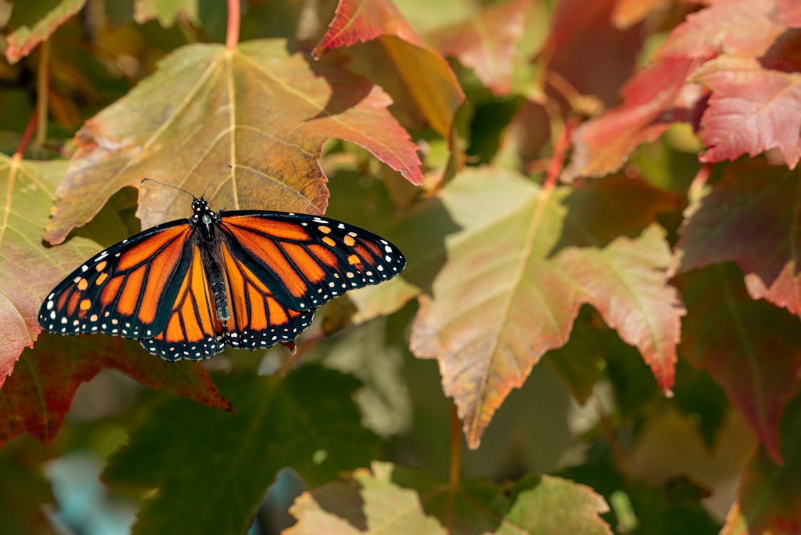 December Insect Insects in Winter – Gardzen