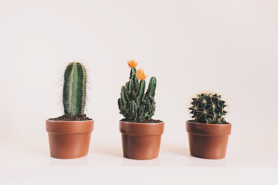 Growing Succulents and Cacti Indoors