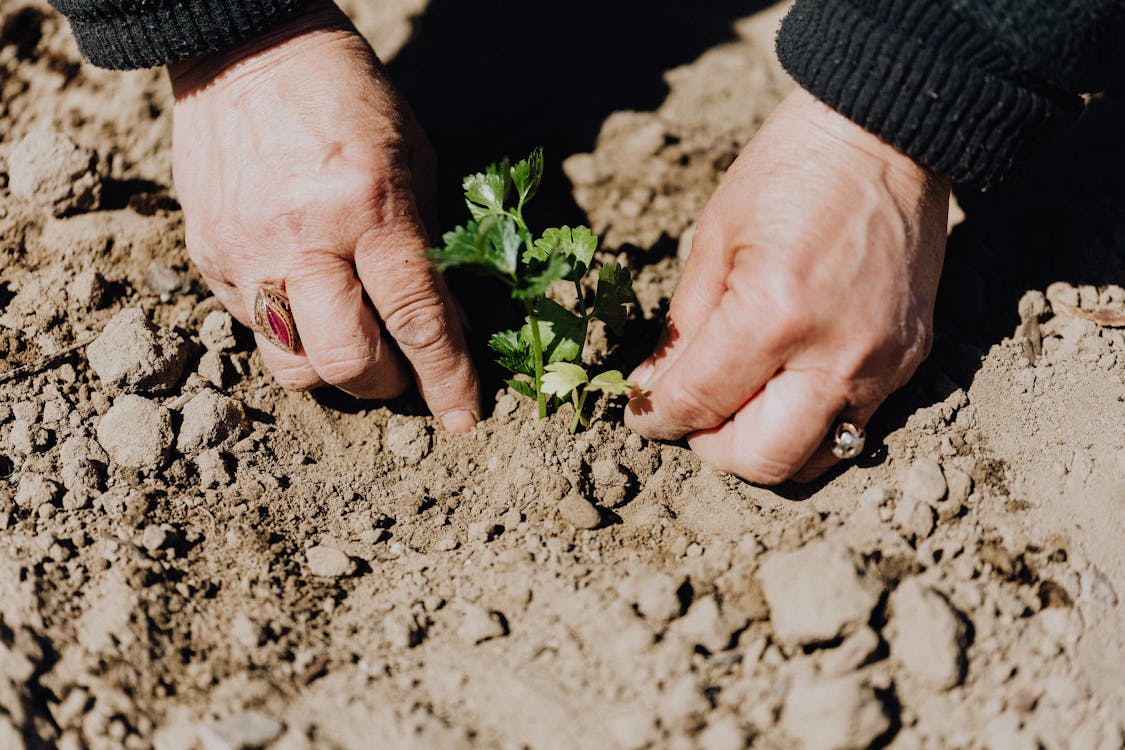 Gardening in Clay Soils