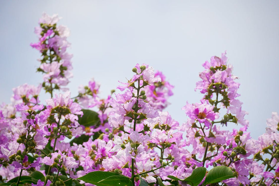 Lagerstroemia: Crape Myrtles and How to Grow Them – Gardzen