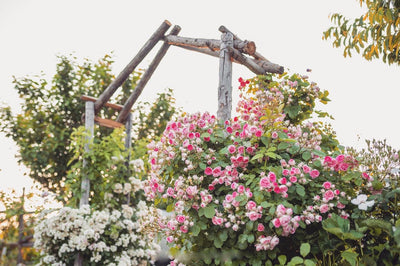 Gardening in Hot Weather