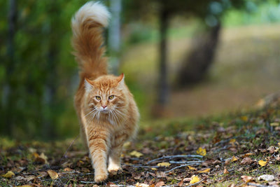 Stray Cats, Feral Cats, and Gardens