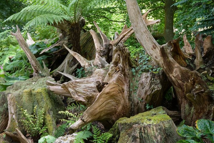 What is a Stumpery?