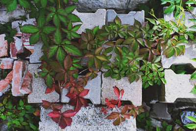 Vines, Bricks, and Masonry