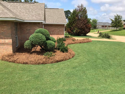 Straw, Pine Straw, Leaves—And How to Use Them in Your Garden