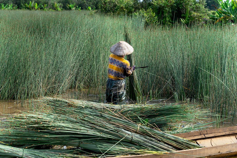 Garden Rushes Grasses, Rushes, Sedges: What are They? – Gardzen
