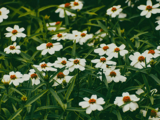 Deadheading Plants: How, Why, and When to Do It