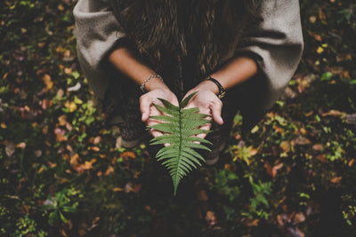 Growing Ferns