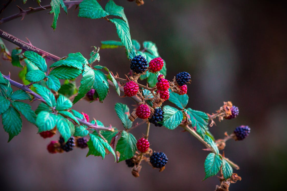 Controlling and Removing Blackberries