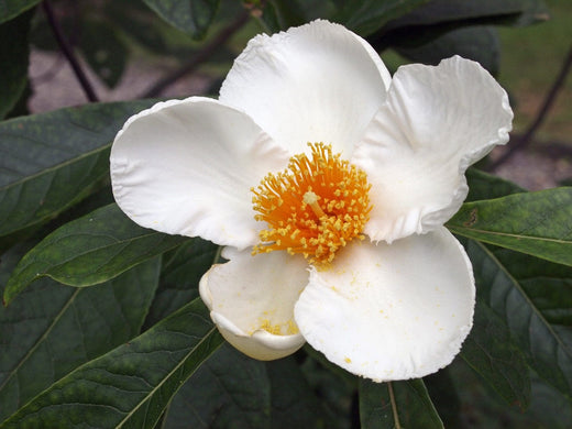 Franklinia altamaha: The History and Care of a Unique Tree