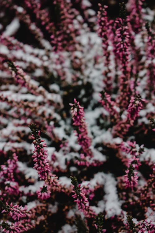 Garden Plants and Snow