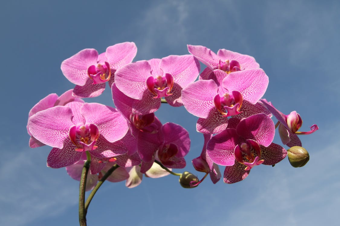 A Beginner’s Guide to Orchids