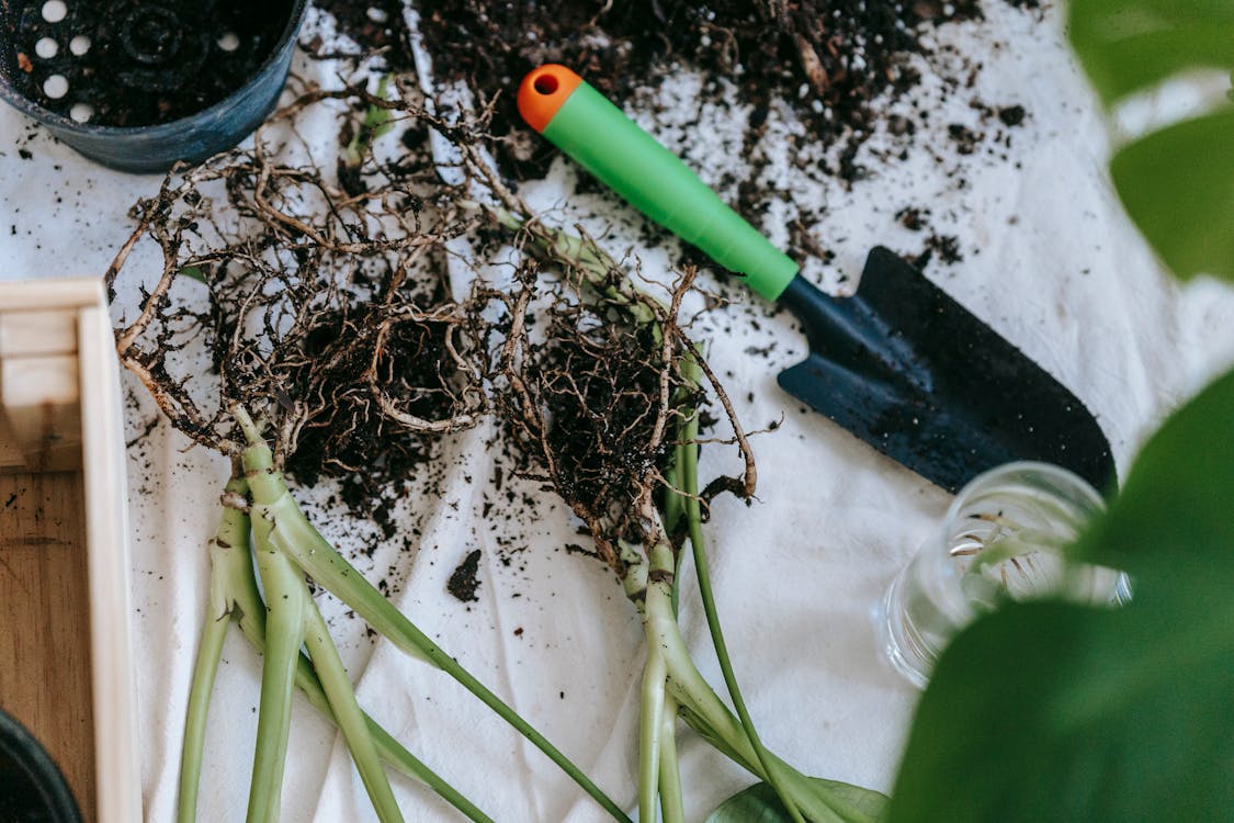 More Gardening Myths, Debunked