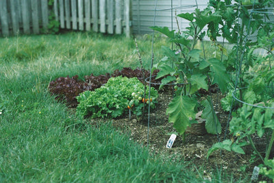 The Hows and Whys of Pinching, Pruning, and Deadheading