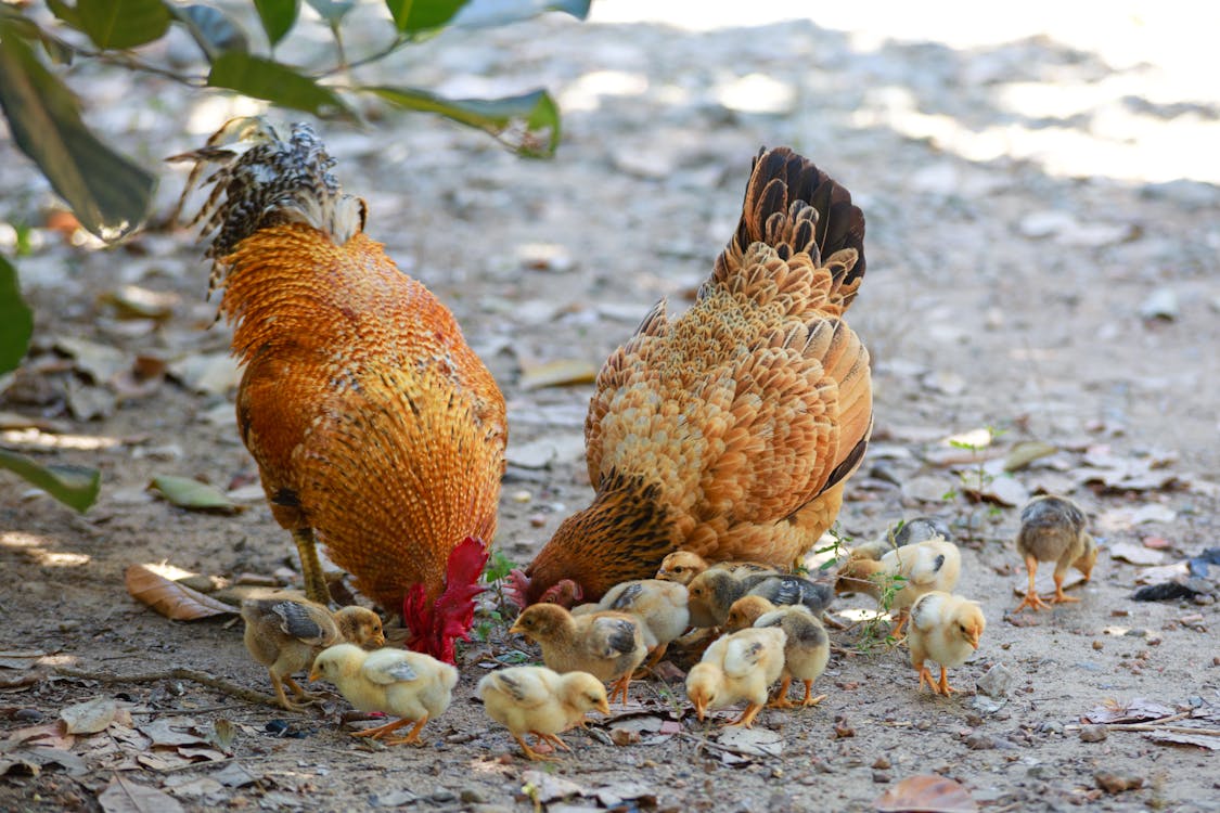 The Pros and Cons of Keeping Chickens