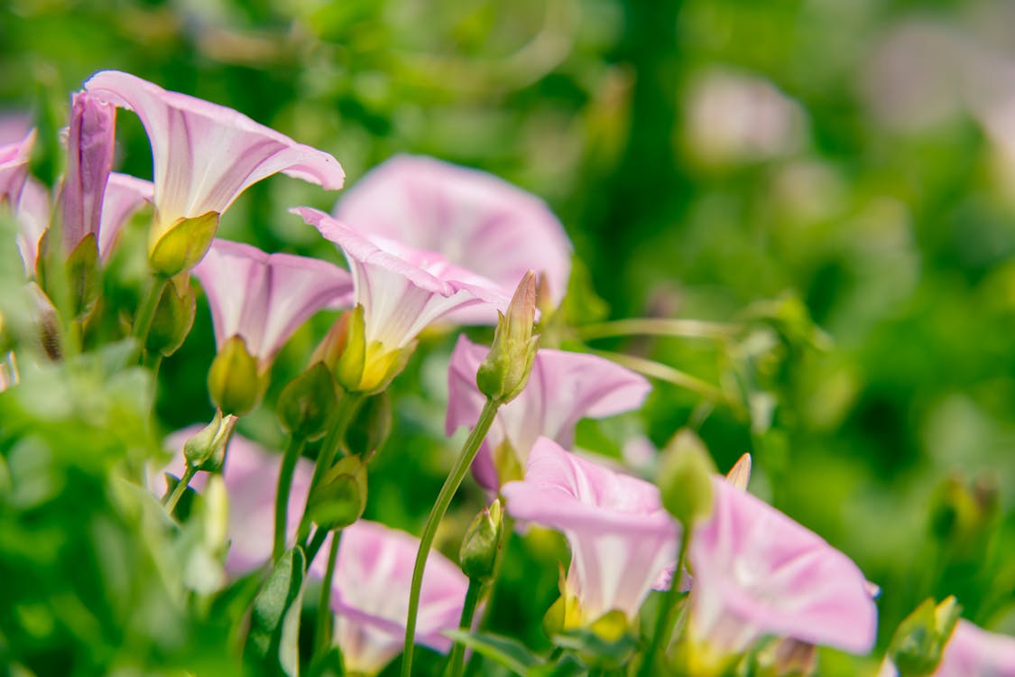 Preventing and Removing Bindweed