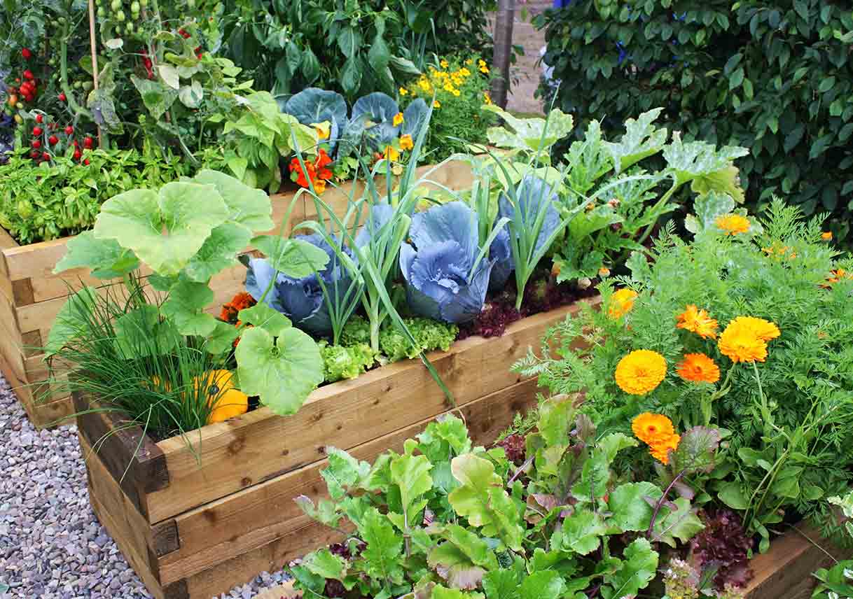 The Basics of Edible Landscaping – Gardzen, image size:1218x856