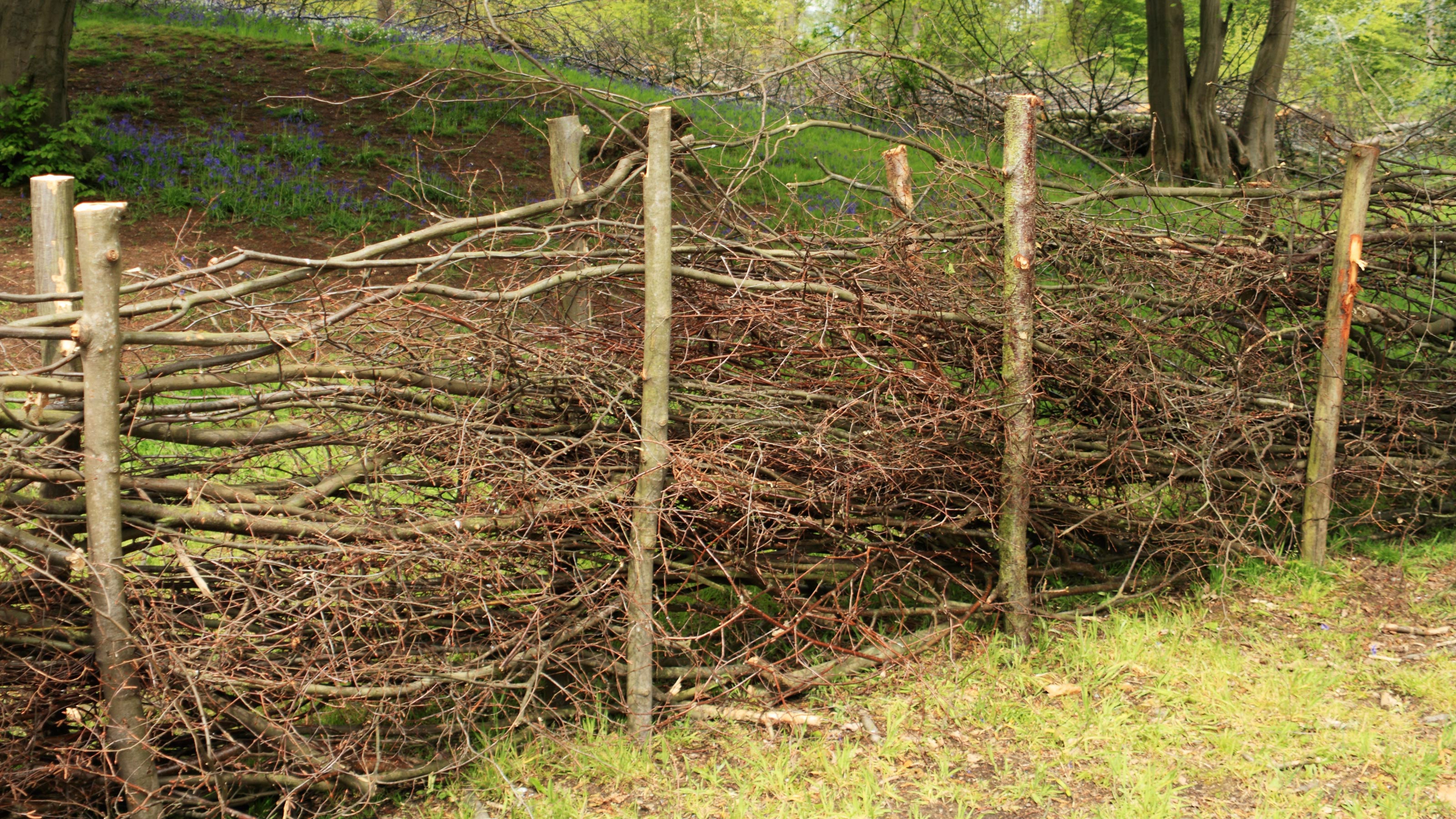 Creating a Dead Hedge: A Simple, Sustainable Solution for Wildlife ...