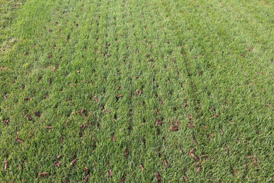 The How, When, and Why of Lawn Aeration