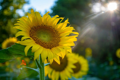 Growing Sunflowers in Your Garden