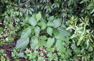 How to Identify Poison Ivy, Poison Oak, and Poison Sumac