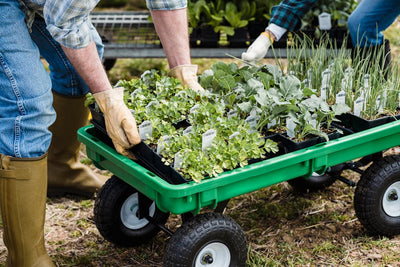 Gardening for Seniors