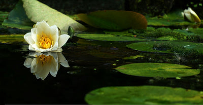 The Basics of Garden Fountains, Water Gardens, and Water Features