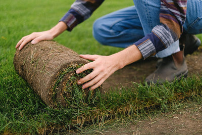 Sod: Selection, Installation, and Care