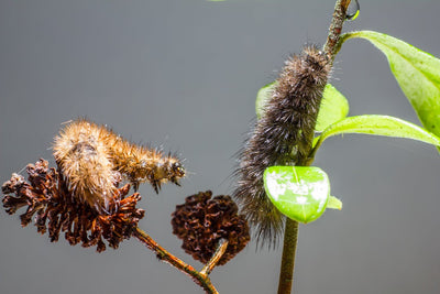 What to Do About Caterpillars?
