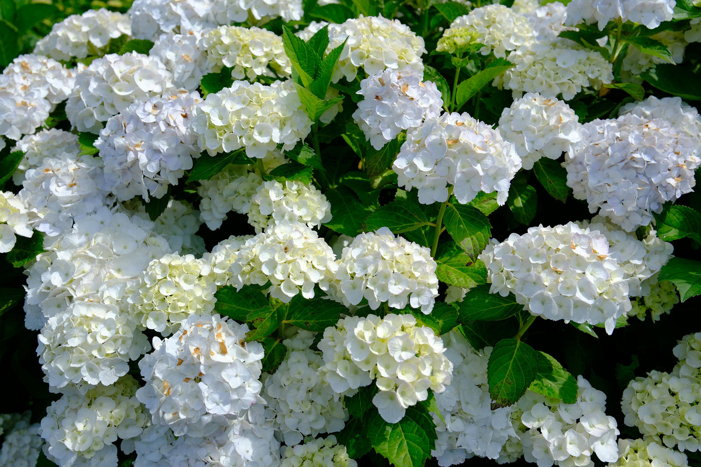 Growing and Caring for Hydrangeas