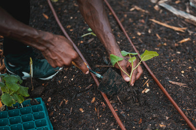 Irrigation Systems for Home Gardens