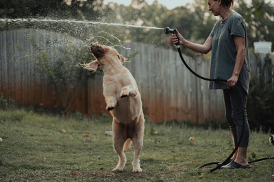 Quick Tips for Hot Weather Lawn Care