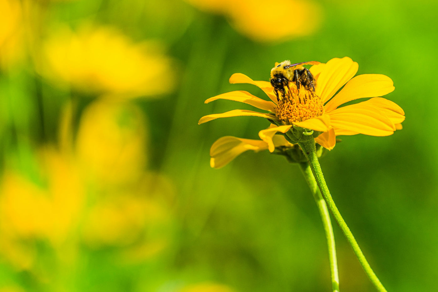 What are Garden Clubs? And Why You Might Want to Join One . . .