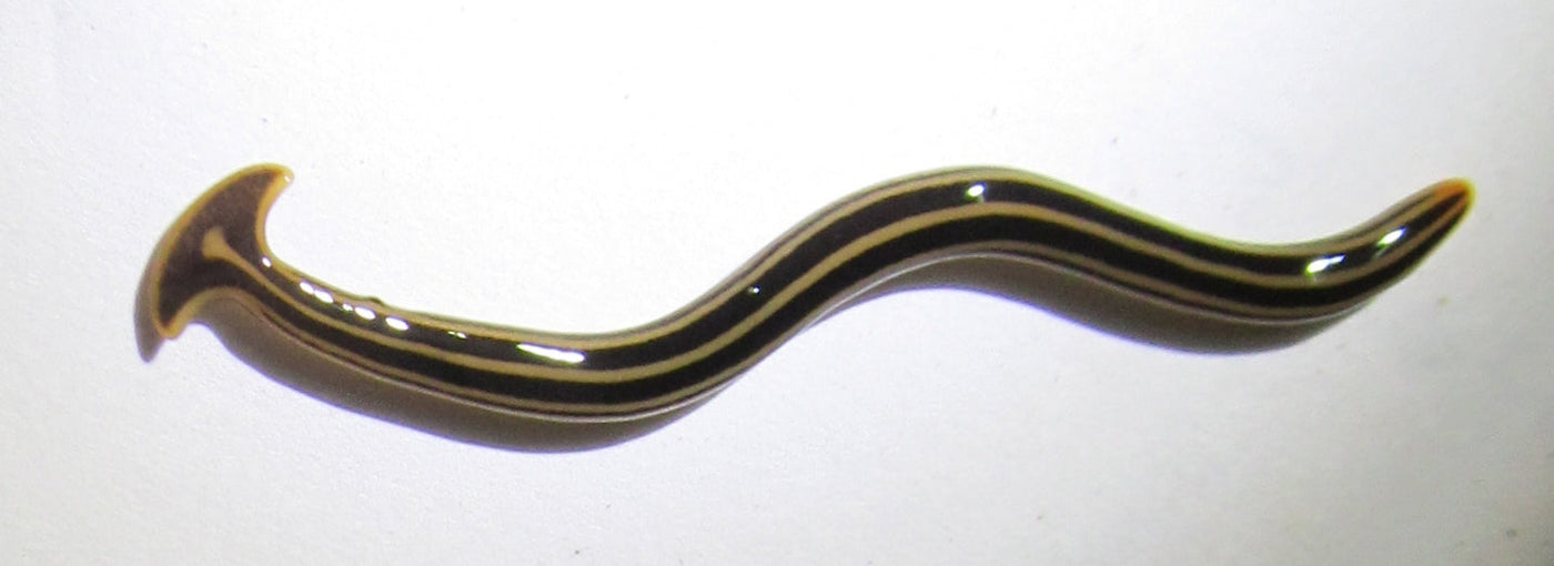 Bipalium Blues: Hammerhead Worms as an Invasive Species