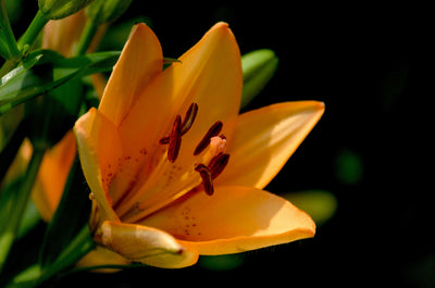 Growing and Caring for Lilies