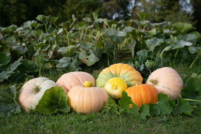 Start Planning Your Fall Garden Now!