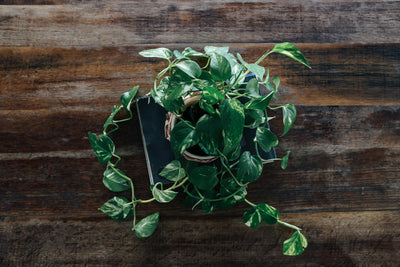 Growing and Caring for Pothos