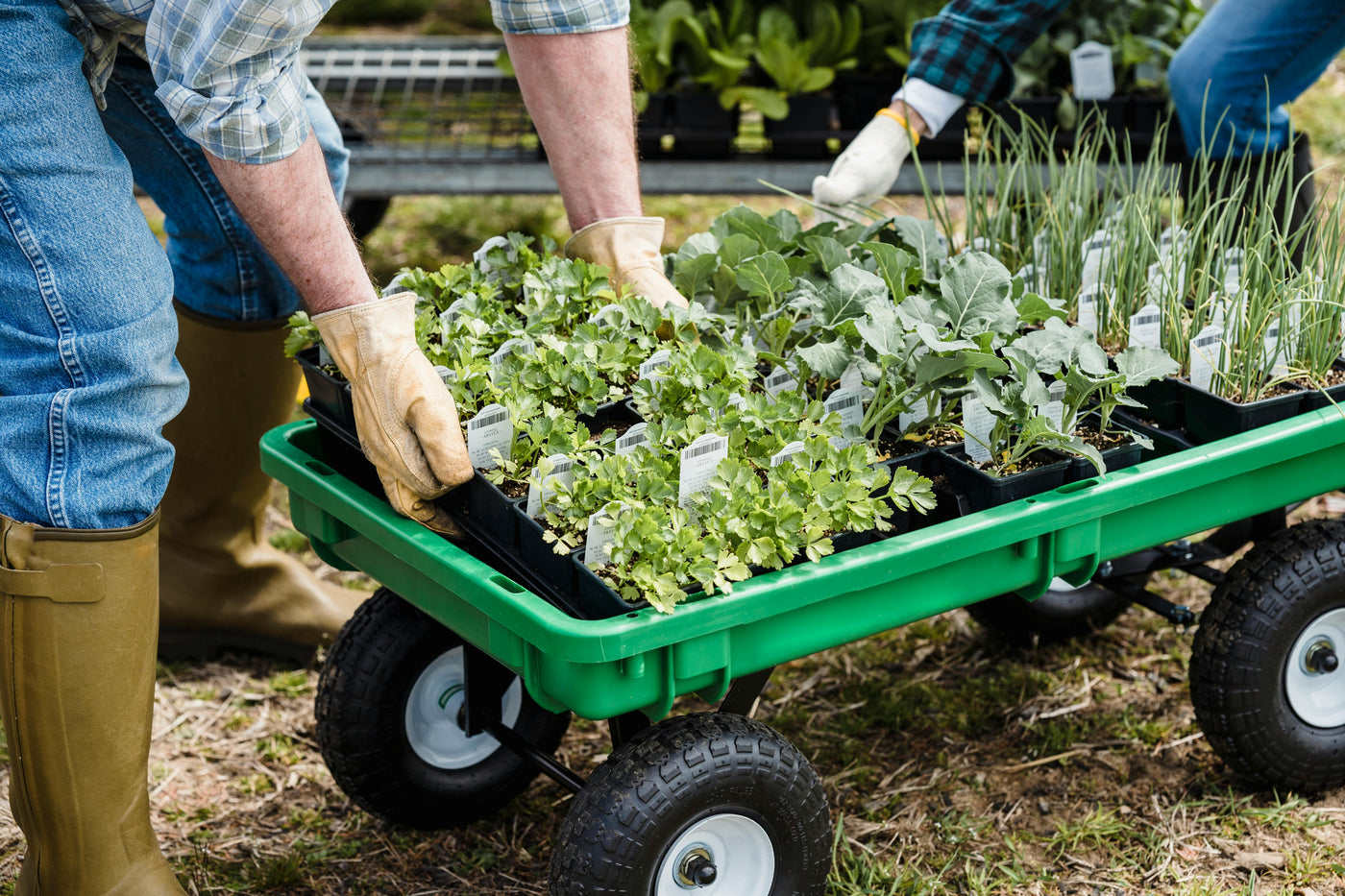 How to Become a Master Gardener