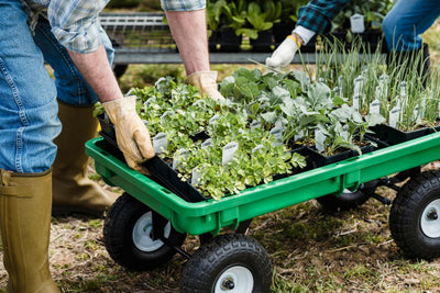 How to Become a Master Gardener