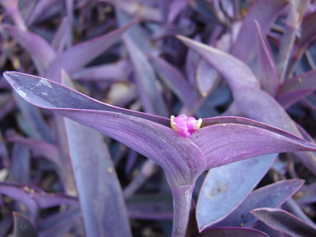Growing and Caring for Tradescantia