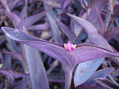 Growing and Caring for Tradescantia
