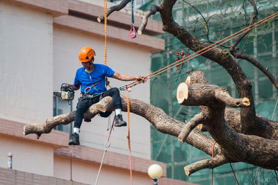 What to Do About Dead or Dying Trees