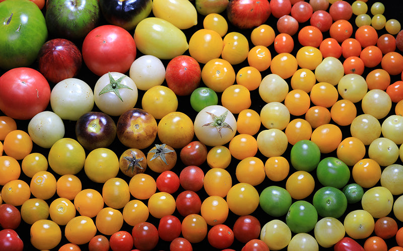 Tomatoes, Part III: Making Tomatoes More Productive