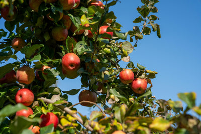 Gardening Terms You Might Not Know