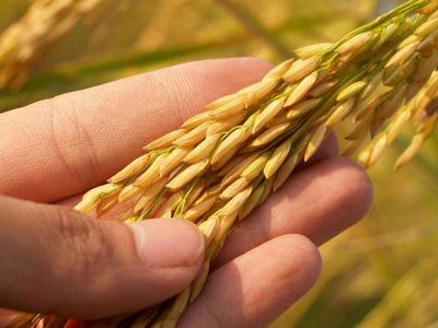 Rice Hulls for Gardening