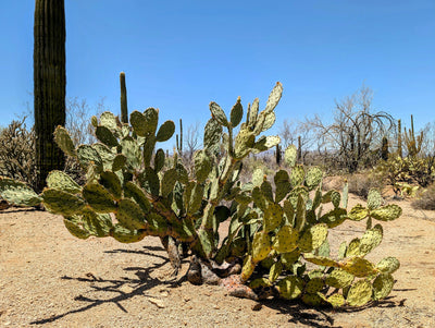 Collecting and Transplanting Native Plants