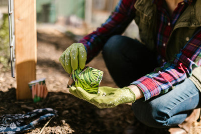 When to Buy Seeds for Spring Gardening
