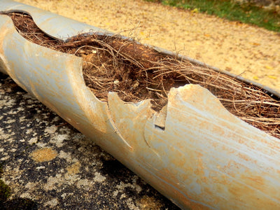 Tree Roots, Sewer Lines, and Clogged Drainage