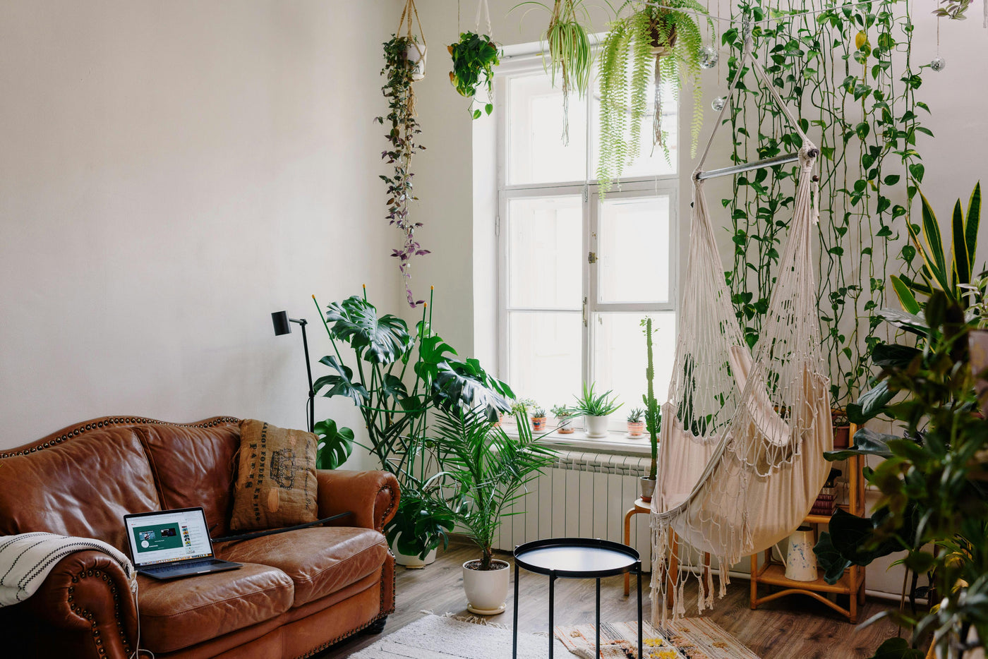 How to Care for Hanging Plant