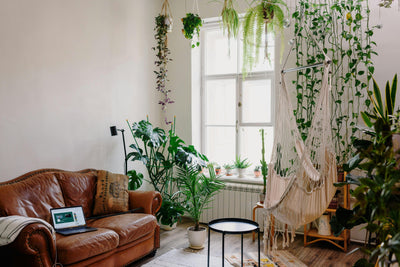 How to Care for Hanging Plant